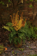 Dryopteris ‘Jurassic Gold’ Fern – Bare Root Starter, Golden and Green Foliage, Hardy Perennial Shade Plant for Woodland Gardens