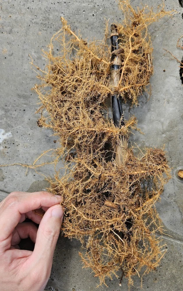Black Bamboo Rhizomes – Phyllostachys nigra, Bare Root, Cold Hardy, Fast Growing