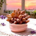 xPachyveria ‘Elaine’ Rare Succulent | Bare Root Live Hybrid Pachyphytum x Echeveria | Easy Care Indoor Plant