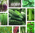 Asian Vegetable Seeds Packets - Indian Bittermelon, Malabar Spinach & More - Heirloom Non-GMO Seeds for Home Gardening