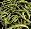 Heirloom Bean Seeds - Commodore Bush Variety, Organic Non-GMO Green Beans, Home Garden Seeds, Phaseolus vulgaris, Pack of 500+