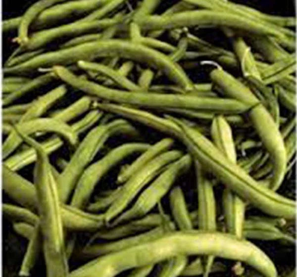 Heirloom Bean Seeds - Commodore Bush Variety, Organic Non-GMO Green Beans, Home Garden Seeds, Phaseolus vulgaris, Pack of 500+