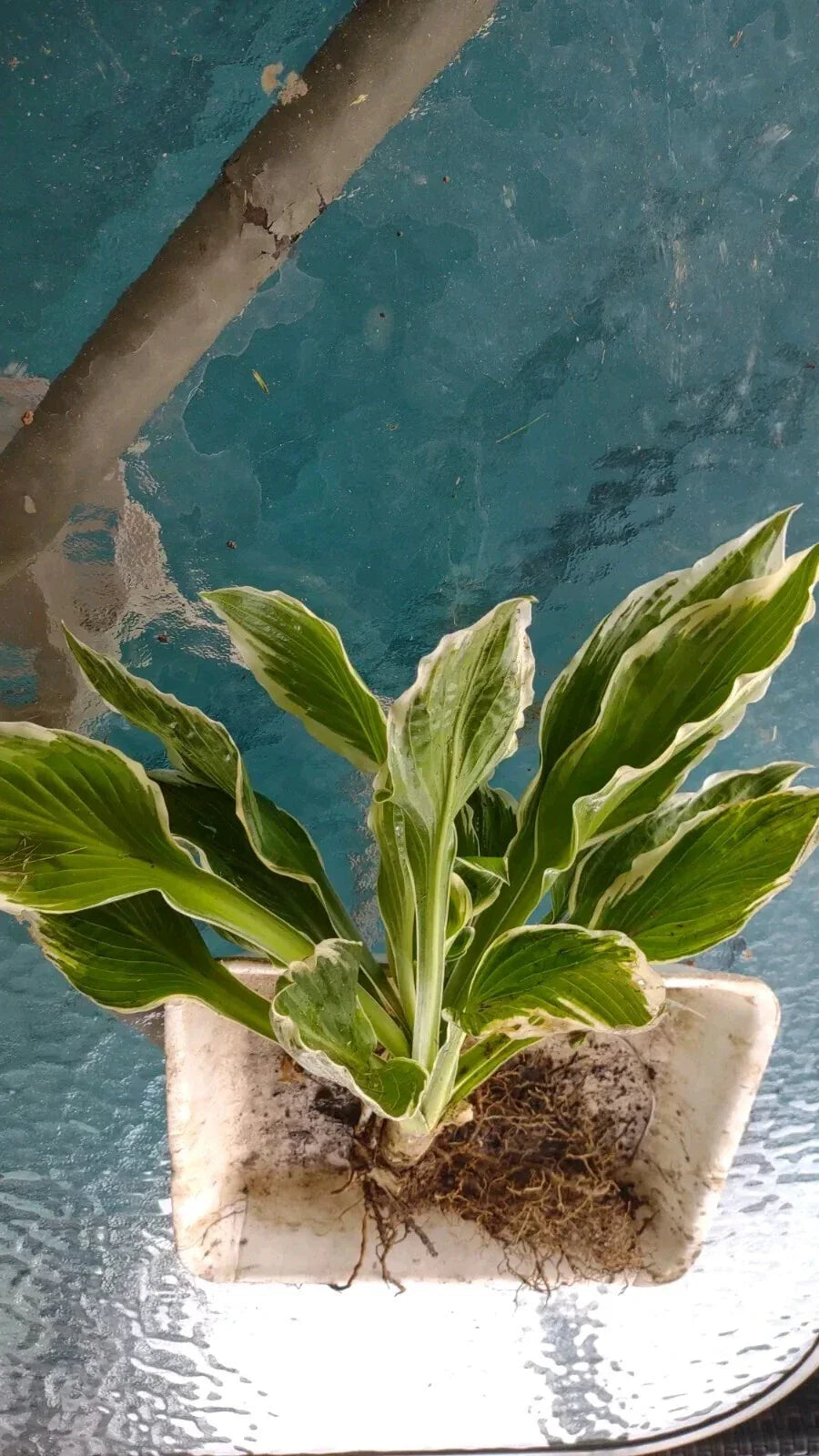 Patriot Variegated Hosta Root Plant – Shade-Loving, Large Size, Hosta 'Patriot', Easy to Grow, Perennial for Garden, Ready to Plant