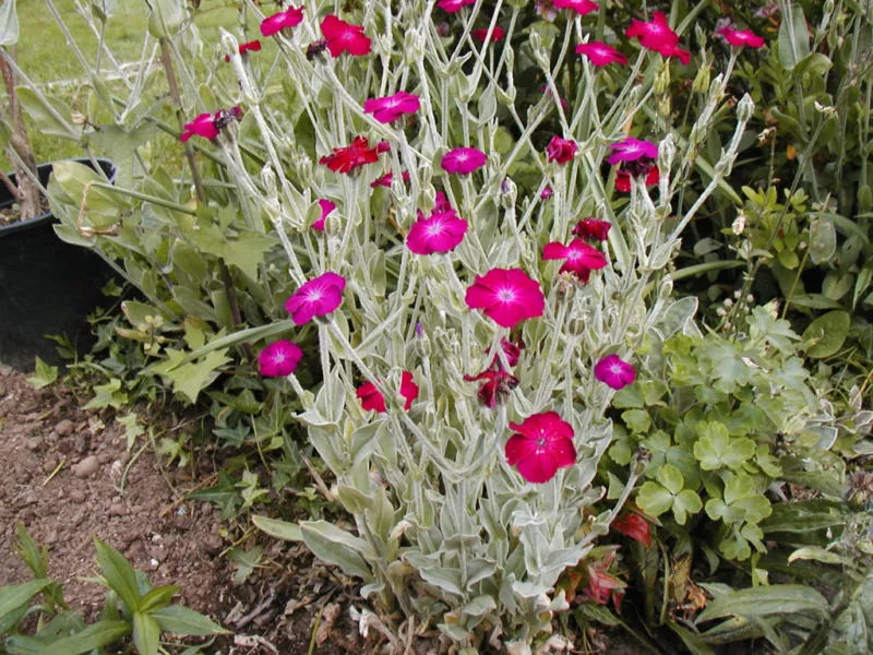 Pink Rose Campion Seeds - Lychnis coronaria Perennial, 150 Seeds, Vibrant Pink Flowers, Easy to Grow, Butterfly & Pollinator Attractant