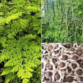 Organic Moringa Oleifera Drumstick Seeds - Non-GMO for Sprouting & Planting, Fast-Growing Tree, Nutrient-Rich Leaves