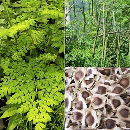 Organic Moringa Oleifera Drumstick Seeds - Non-GMO for Sprouting & Planting, Fast-Growing Tree, Nutrient-Rich Leaves