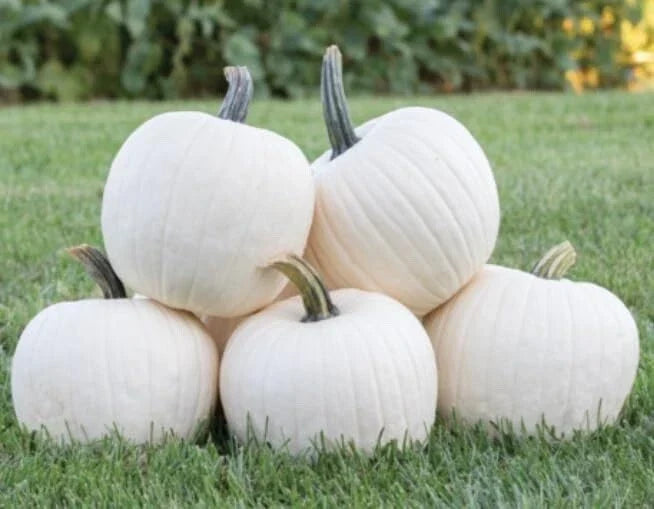 White Gold Pumpkin Seeds - Heirloom Cucurbita pepo, 10 Pack, White Pumpkins for Gardening & Decor