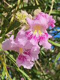Desert Willow Tree Seeds - 40+ Pink Fragrant Flowers Chilopsis linearis for Gardens & Landscapes