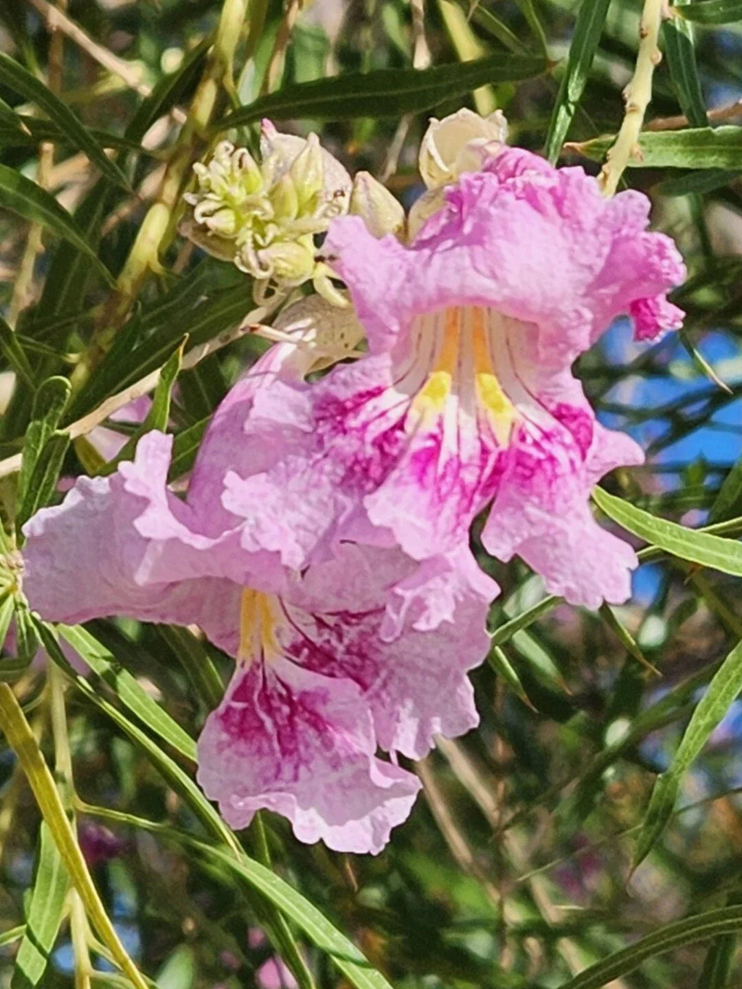 Desert Willow Tree Seeds - 40+ Pink Fragrant Flowers Chilopsis linearis for Gardens & Landscapes