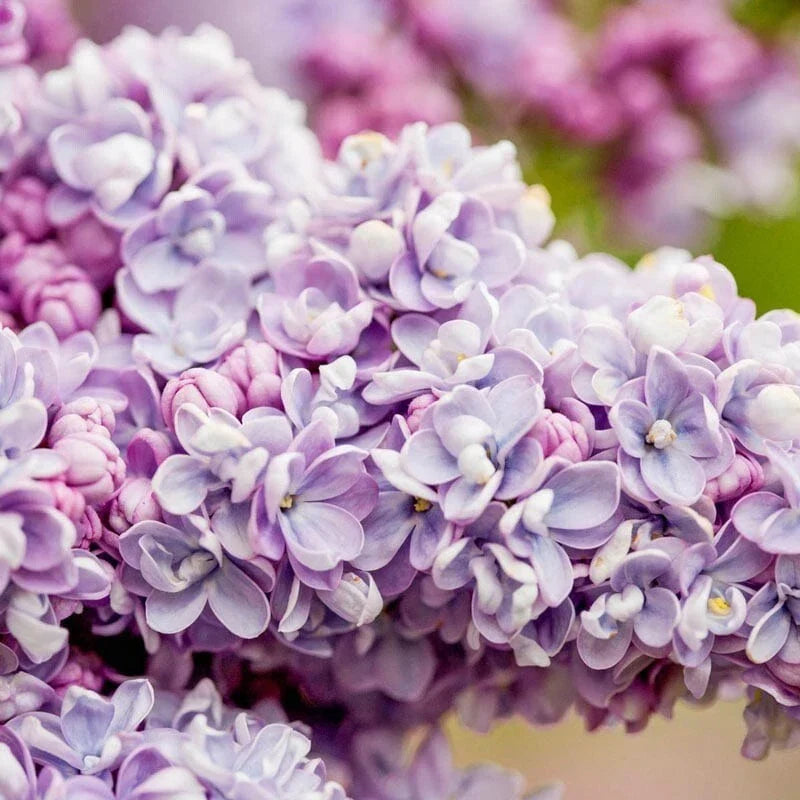 President Gra Lilac Seeds, Fragrant Syringa vulgaris, Perennial Flower, Garden Seeds, Spring Bloom, USA Grown