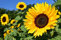 Sunflower Seeds Pack of 50 - Peredovik Black Oil Helianthus annuus for Planting, Tall, Vibrant, Attracts Pollinators