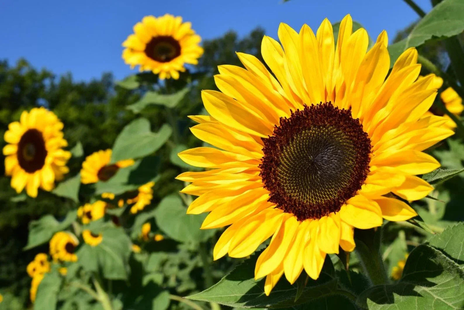 Sunflower Seeds Pack of 50 - Peredovik Black Oil Helianthus annuus for Planting, Tall, Vibrant, Attracts Pollinators