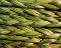 Sweetgrass Plants 5 Pack Organic Sacred Smudge Plant Hierochloe odorata Ground Cover