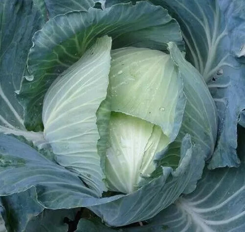 Late Flat Dutch Cabbage Seeds - 300+ Heirloom Brassica oleracea for Fall Garden, Culinary, Large Flat Heads