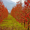 Persimmon Tree Seeds - Sugar Plum - Diospyros Virginiana - Cold Hardy Fruit Plant Seeds for Home Gardening