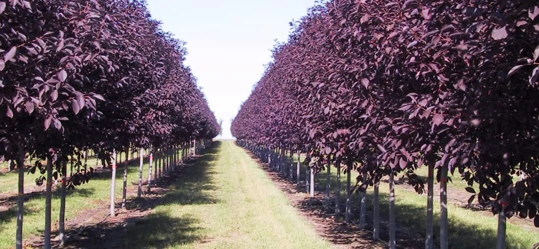 Purple Chokecherry Tree Seeds - Prunus virginiana, 30 Seeds for Planting, Deciduous Tree, Edible Fruit, Wildlife Attractant