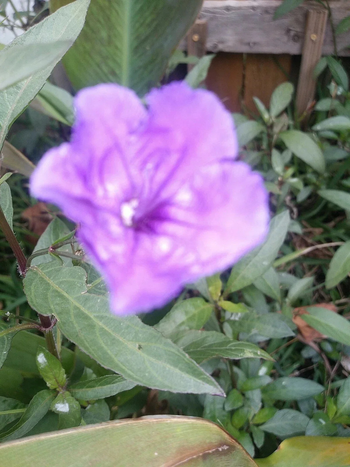 96 Mexican Petunia Bare Roots - Ruellia simplex Live Plants for Garden, Landscaping, or Container Planting