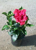 Diamond Head Hibiscus Starter Plant - Small Rooted Hibiscus rosa-sinensis Tropical Flowering Plant