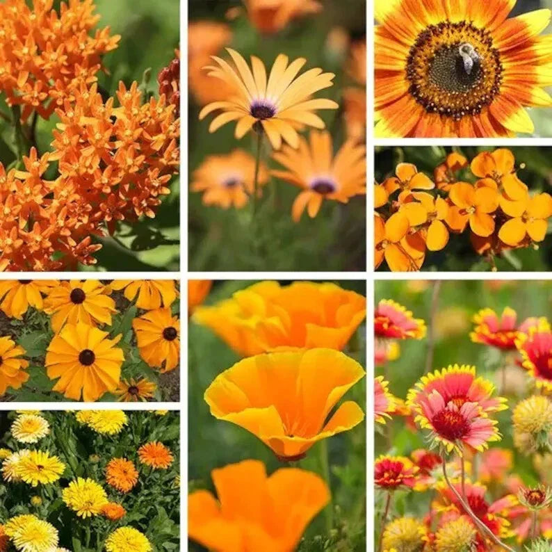 Orange Wildflower Seed Mix - 200 Organic Non-GMO Seeds for Gardens, Meadows & Landscaping - North America