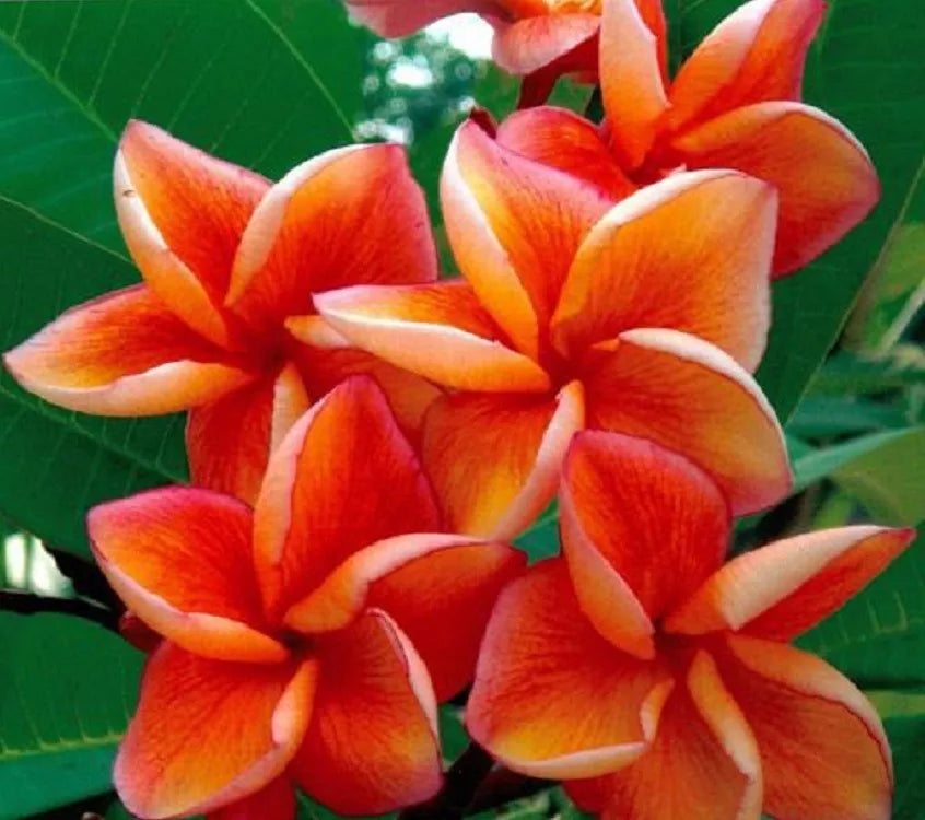 Orange Plumeria Seeds - Perennial Garden Plants for Hawaiian Flower Leis - Plumeria rubra, 5 Pack