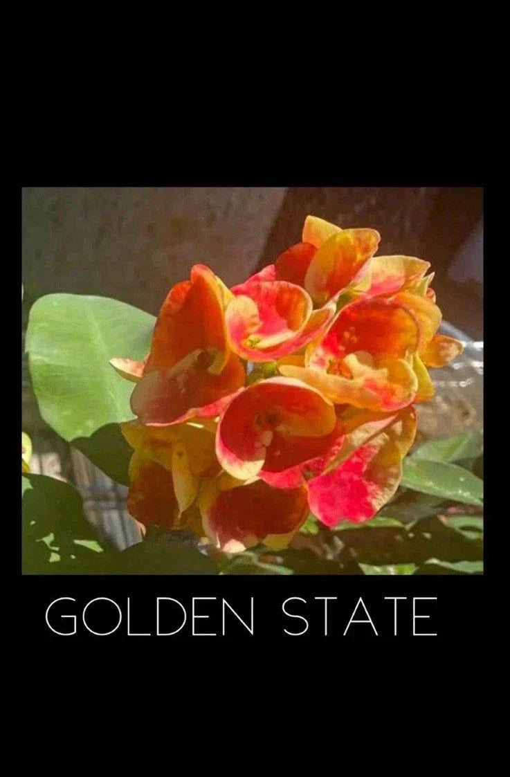 Crown of Thorns Plant - Golden State Variety - Rooted Euphorbia Milii in 4-Inch Pot