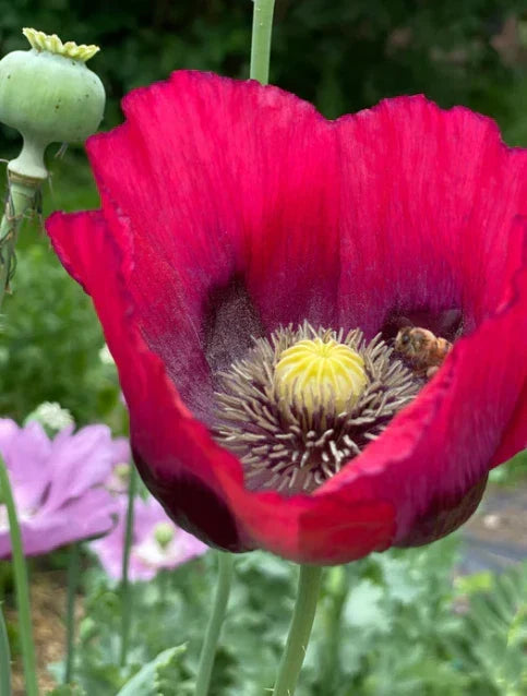 Organic Poppy Seeds - Breadseed Red Mix Flower Seeds for Garden Planting - Papaver somniferum - 500 Seeds