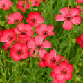 Scarlet Flax Wildflower Seeds 1/4 Lb - Linum grandiflorum - Drought-Tolerant, Pollinator-Friendly, Mylar Seed Packet