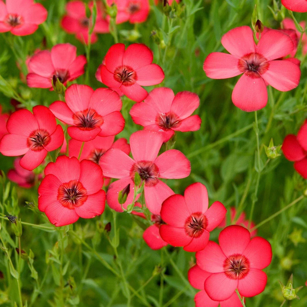 Scarlet Flax Wildflower Seeds 1/4 Lb - Linum grandiflorum - Drought-Tolerant, Pollinator-Friendly, Mylar Seed Packet