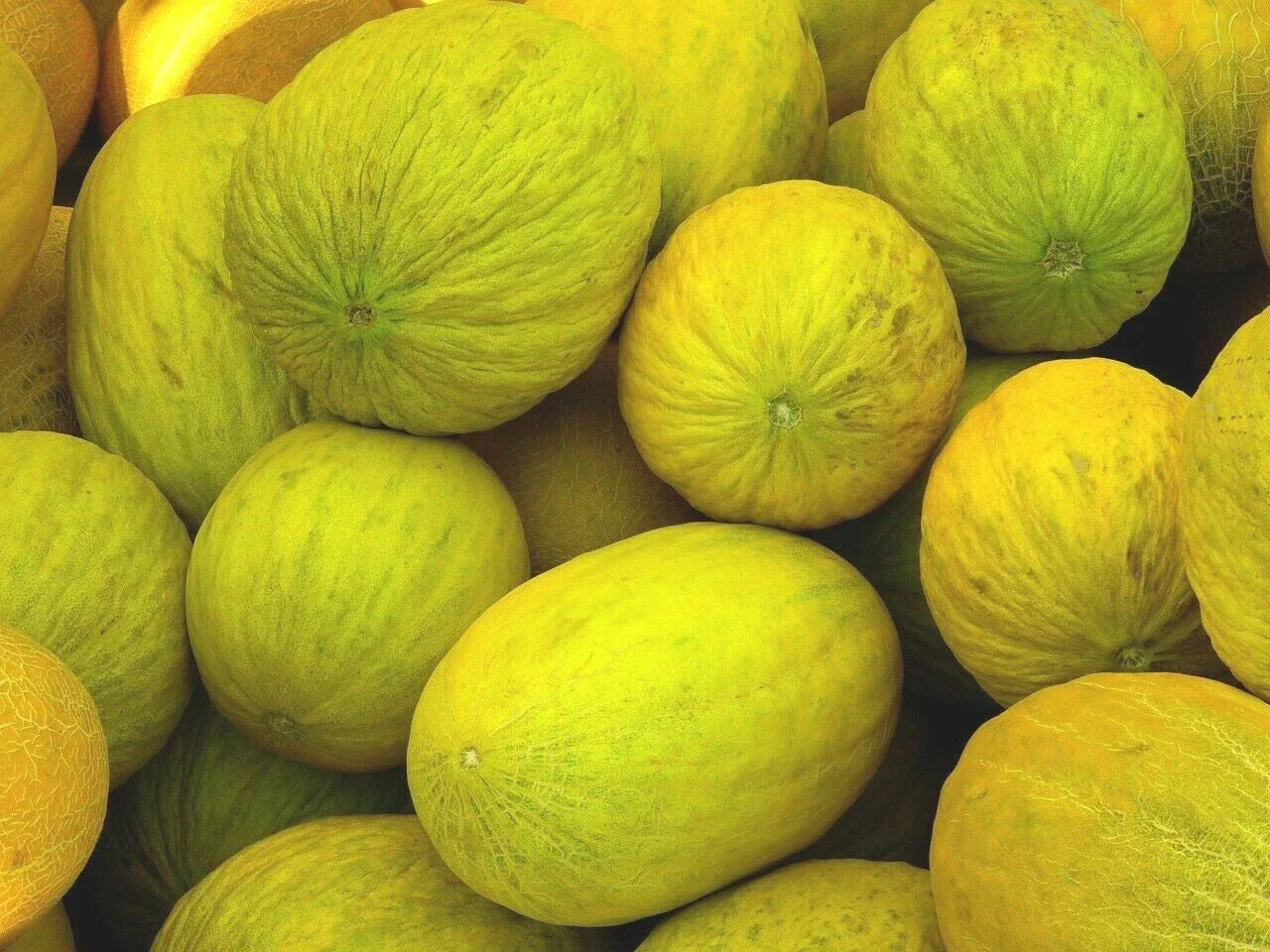Crenshaw Melon Seeds – Heirloom Non-GMO Cucumis melo Fruit Seeds for Home Garden, Sweet Cantaloupe, 50+ Pack