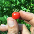 Red Currant Tomato Seeds - Heirloom Organic Non-GMO Small Cherry Variety for Home Gardens - Solanum lycopersicum