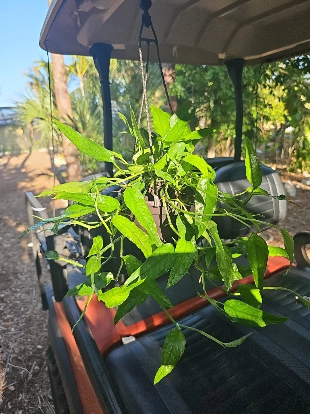 Epipremnum pinnatum Skeleton Key Pothos Plant in 6" Hanging Pot - Variegated Green Indoor Houseplant