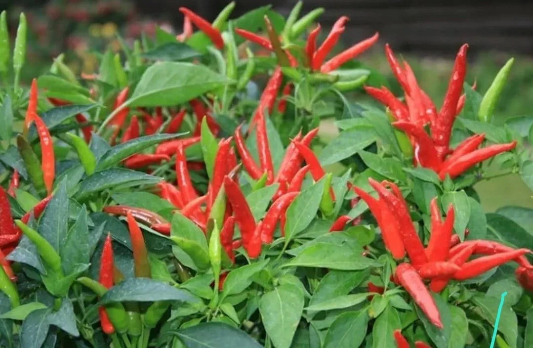 Live Super Chili Pepper Plant in 4-Inch Pot, Spicy Capsicum chinense, Compact, Edible Hot Peppers