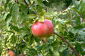 Pomegranate Tree Cuttings - 5 Fresh Punica granatum Clippings for Propagation, Home Garden, Landscaping