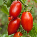Amish Paste Tomato Seeds - Heirloom Indeterminate for Sauces & Canning - Solanum lycopersicum