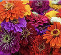California Giant Zinnia Seeds - 25 Pack, Annual Flower, Butterfly Pollinator, Zinnia elegans, Easy to Grow, Vibrant Blooms