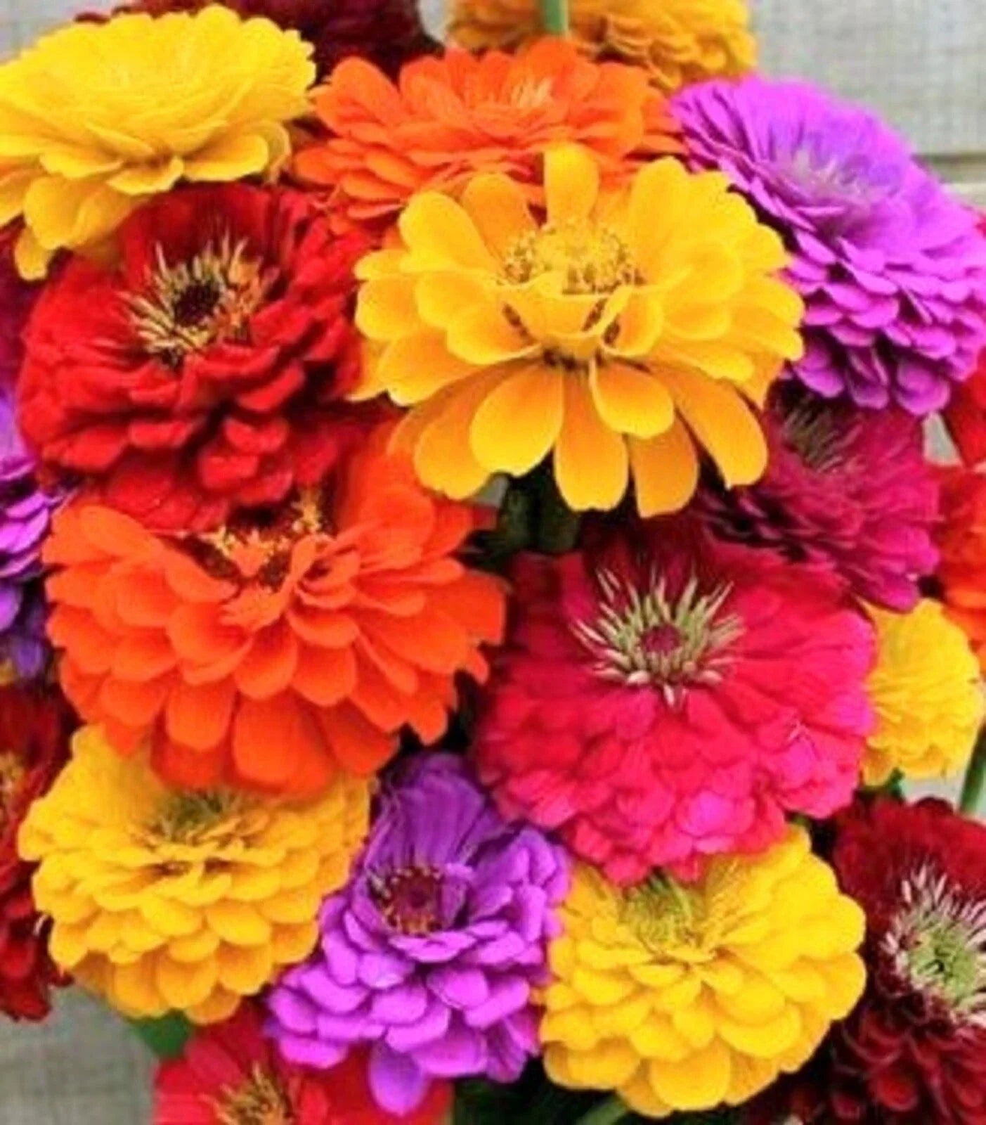 California Giant Zinnia Seeds - Non-GMO Flower Seeds, Colorful Varieties, Zinnia elegans, Annual, 100+ Seeds for Garden, Borders, Containers