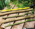 Moringa Oleifera Cuttings – 4 Natural Grown Plant Propagation Material for Gardening and Landscaping