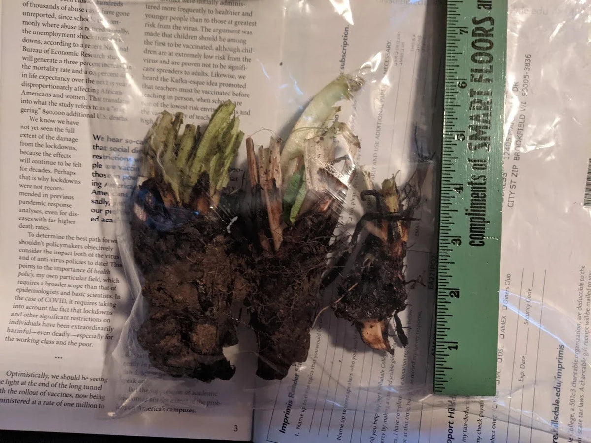 Comfrey Root Crowns - Organic Fertilizer & Pollinator Friendly Perennial Herb