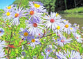 Swamp Aster Seeds - Perennial Wildflower for Summer & Fall Gardens - Native Symphyotrichum puniceum - Attracts Pollinators