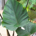 Tea Cup Elephant Ear Bulb - Colocasia Esculenta for Garden & Indoor Decor