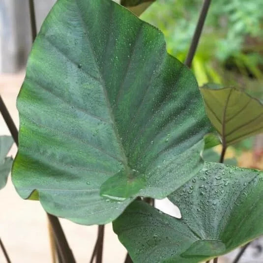 Tea Cup Elephant Ear Bulb - Colocasia Esculenta for Garden & Indoor Decor