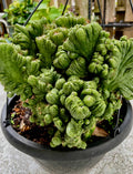 Cereus Peruvianus Repandus Monstrose Rooted Cactus Plant - Unique Monstrose Succulent for Indoor & Outdoor Gardens