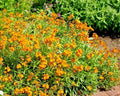 English Wallflower Seeds - 300+ Pack, Erysimum cheiri, Groundcover & Container, Fragrant, Colorful Blooms, Pollinator Attractant