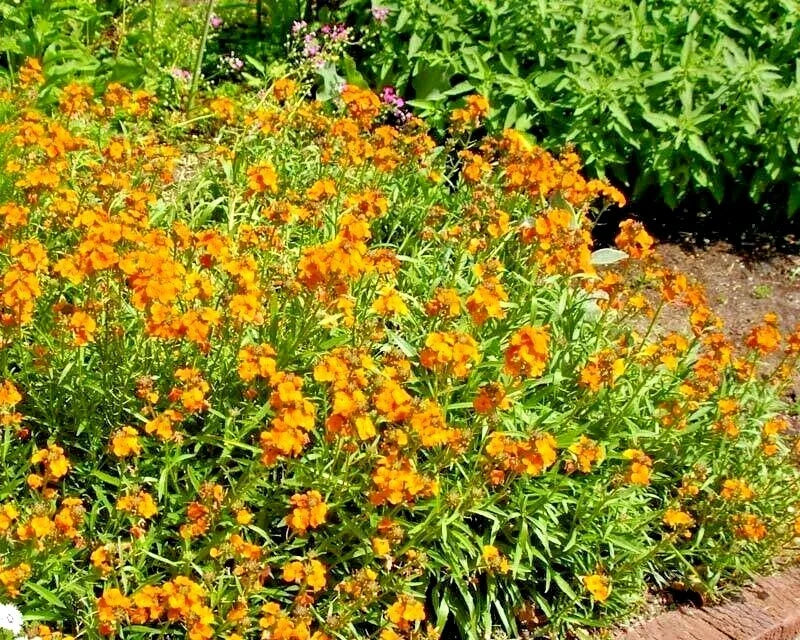 English Wallflower Seeds - 300+ Pack, Erysimum cheiri, Groundcover & Container, Fragrant, Colorful Blooms, Pollinator Attractant