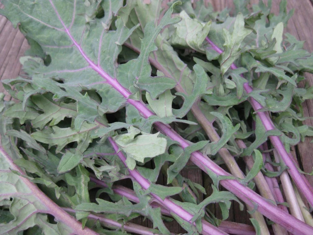 Red Russian Kale Seeds – Organic Brassica oleracea var. sabellica, Non-GMO, Cold-Tolerant, Full Sun, 200 Seeds