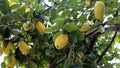 Chinese Quince Seeds 20 Pack for Planting - Hardy Fruit Tree Seeds Chaenomeles sinensis for Garden Landscaping
