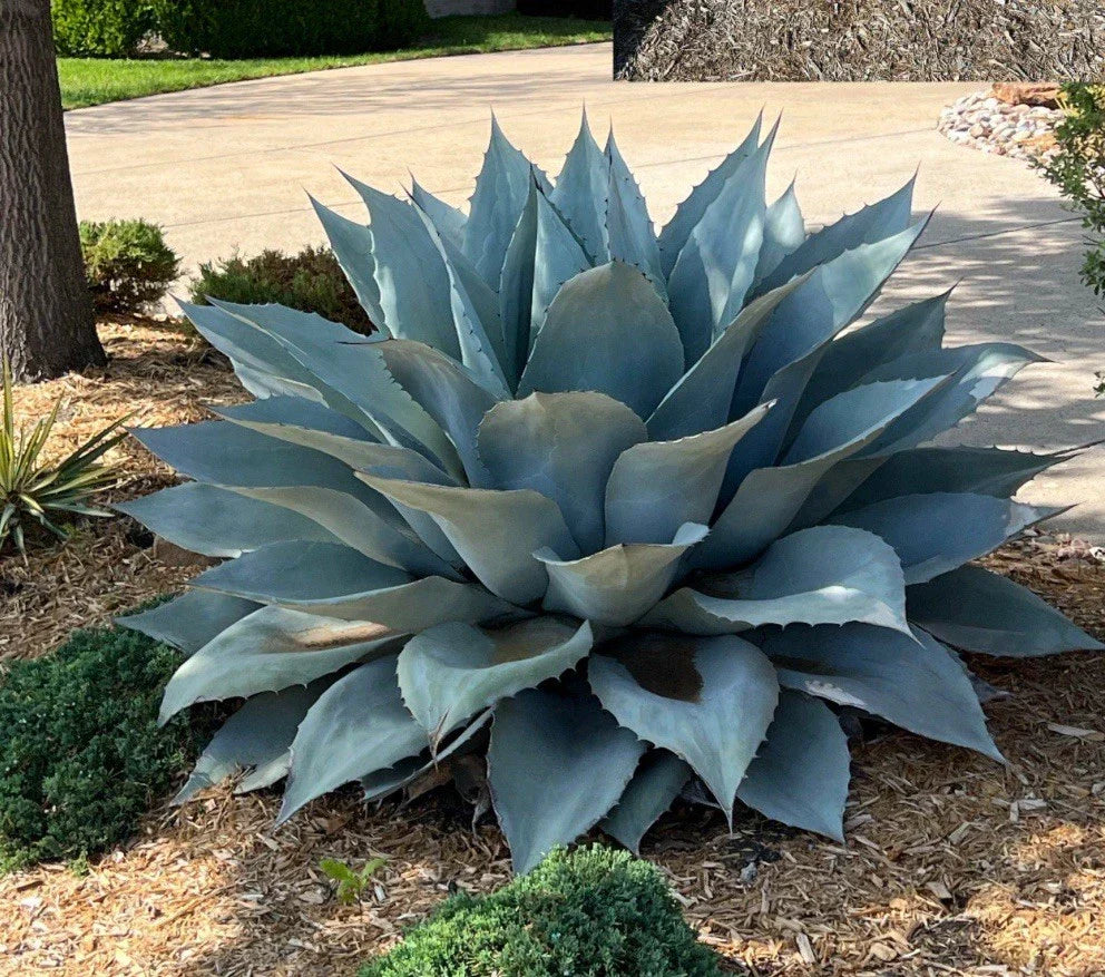 Whale's Tongue Century Plant Plug - Agave Ovatifolia Bare Root Succulent for Drought-Tolerant Landscaping and Garden Design