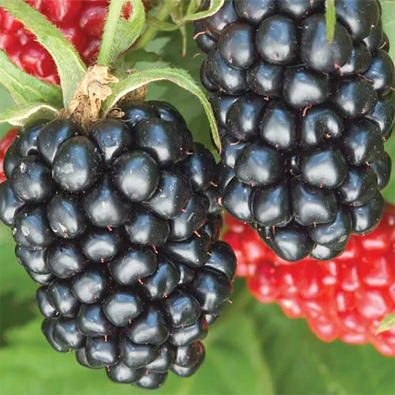Thornless Blackberry Plant – Live 3-Year-Old Rubus fruticosus 'Apache' – Large, Fully Rooted, High-Yield, Easy Harvest