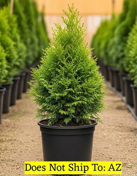 Evergreen Junior Giant Thuja Tree 2-3 ft, Fast Growing Outdoor Garden Plant, Thuja plicata, Privacy Screen, Hedge, Landscape