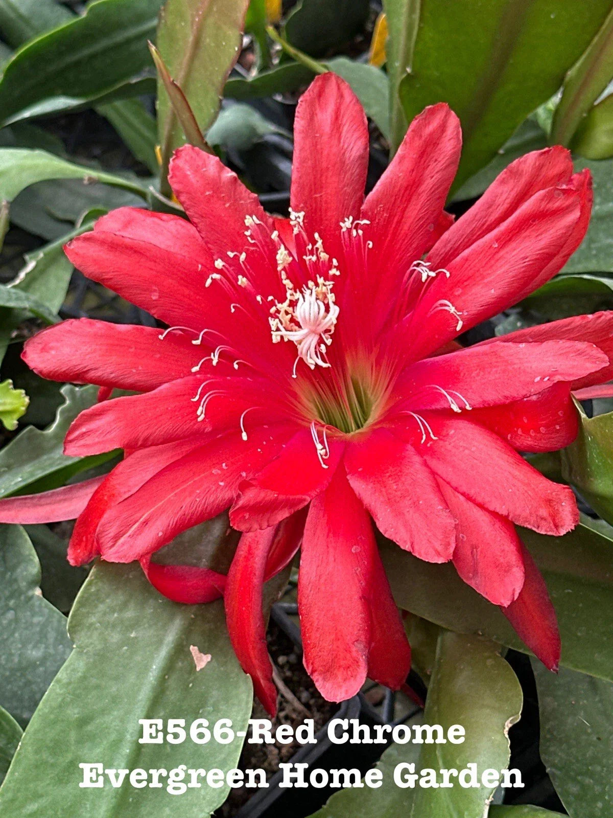 Epiphyllum Orchid Cactus Red Chrome 4” Starter Pot - Easy Care Tropical Succulent